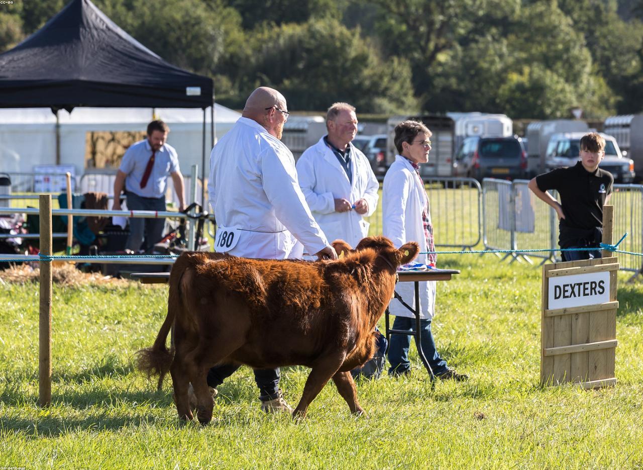 Veterinary solutions for livestock